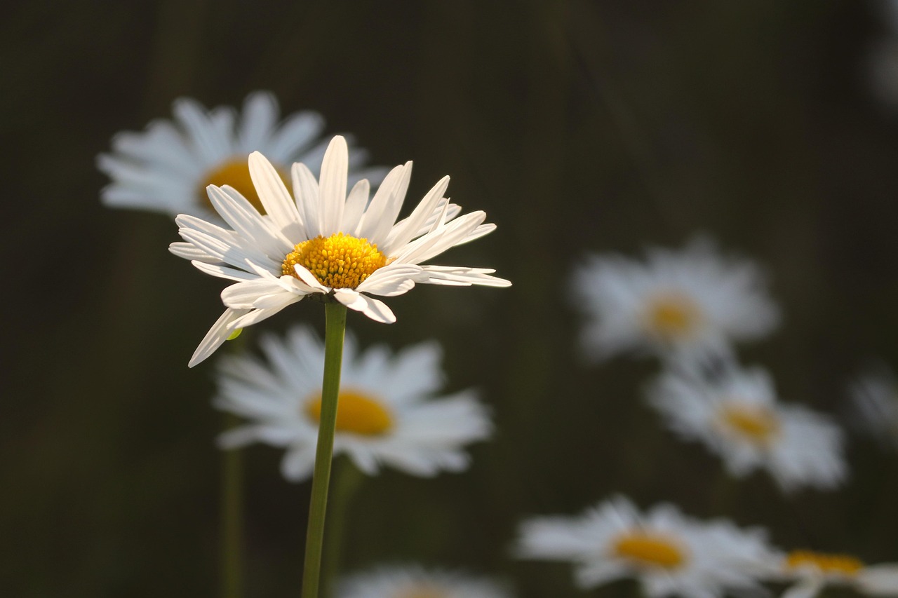 daisies, flower meadow, illuminated, individually, close up, white, flower background, wildflowers, spring, spring meadow, meadow marguerite, meadow flowers, blossom, bloom, grass, summer meadow, yellow, margeritenwiese, bright, beautiful flowers, white flowers, meadow, flower, nature, flora, flower wallpaper, petals